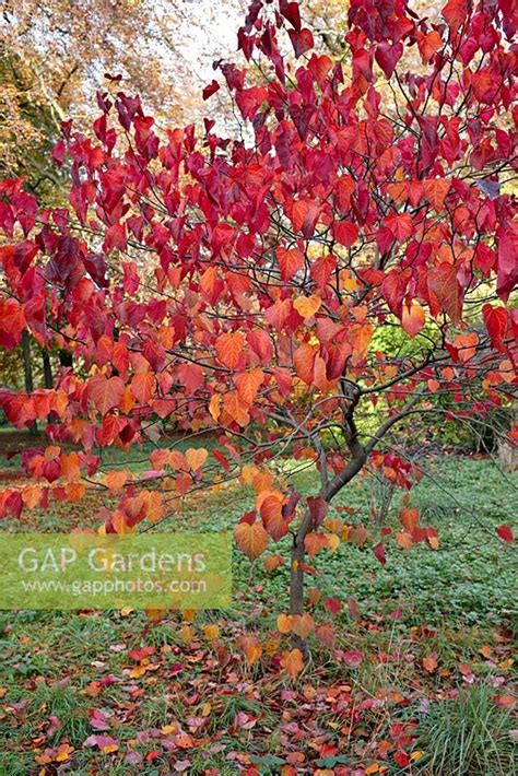 Gap Gardens Cercis Canadensis Forest Pansy Autumn Foliage Image