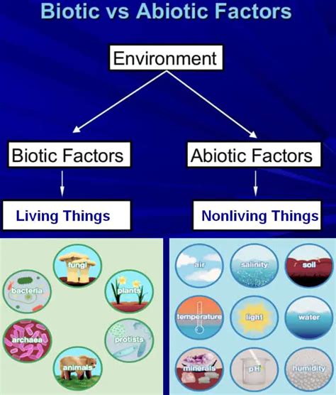 💐 What Are The Biotic And Abiotic Components Of An Ecosystem What Is