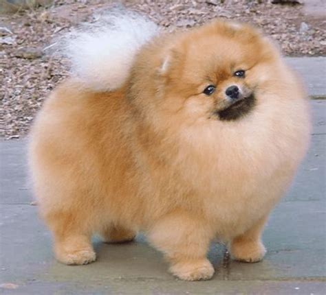 35 Best Pomeranian Haircut Ideas For 2021 Pomeranian Haircut