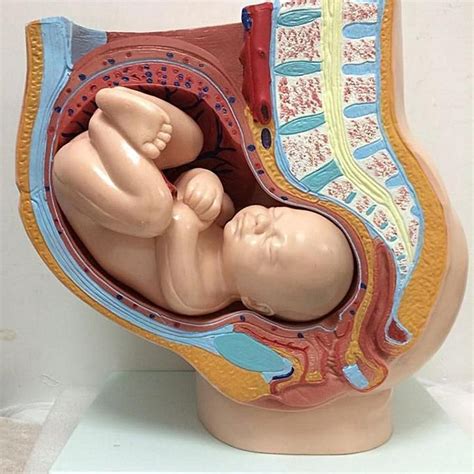 Maybe you would like to learn more about one of these? Professional Female Pelvis Section Anatomy MODEL Medical ...