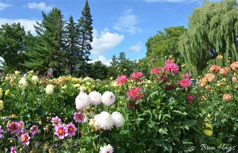 A Visit To Dahlia Hill In Midland Michigan Bren Haas
