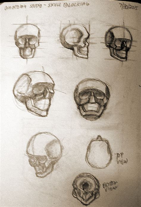 Viverly Mercado Skull Proportion And Blocking Study