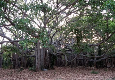 Banyan usually means the indian banyan or ficus benghalensis. Learn about Nature | Banyan Tree - Learn about Nature
