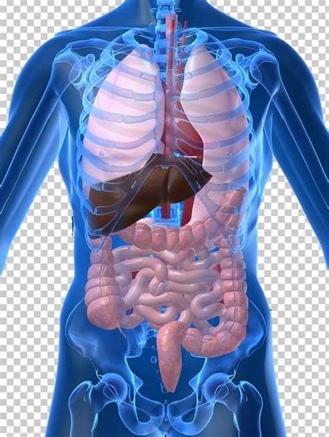 Request pdf | on feb 18, 2019, karen l. Internal Organs Of The Human Body Anatomical Chart Anatomy Organ System PNG, Clipart, Abdomen ...