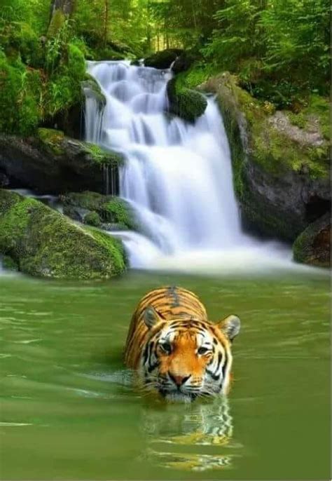 Untitled Animals Beautiful Animals Wild Waterfall