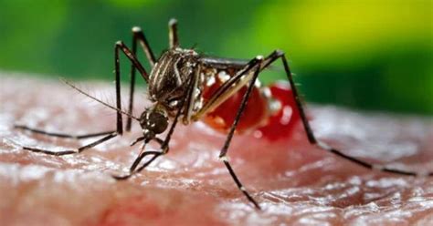 Mosquito Menace Understanding One Of The Most Dangerous Insect On