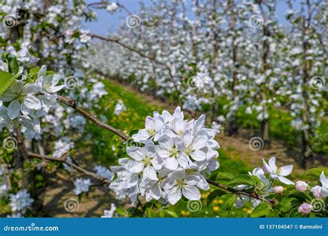 Cherry Tree Blossom Spring Season In Fruit Orchards In Haspengouw