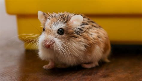 Fun Roborovski Dwarf Hamster Facts For Kids Kidadl