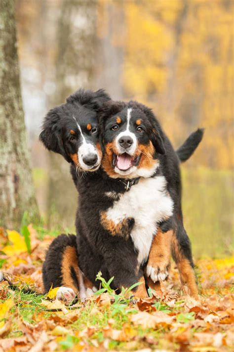 Bernese mountain dogs are awesome human companions,they require to be a full member of the family. Berner sennenhond | Honden | Rasinformatie | Omlet