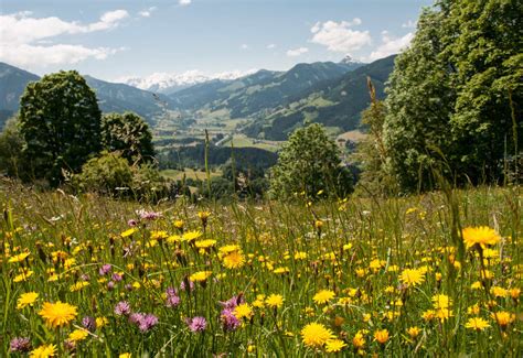 Austria Summer Holidays To Austria Lakes And Mountains Topflight
