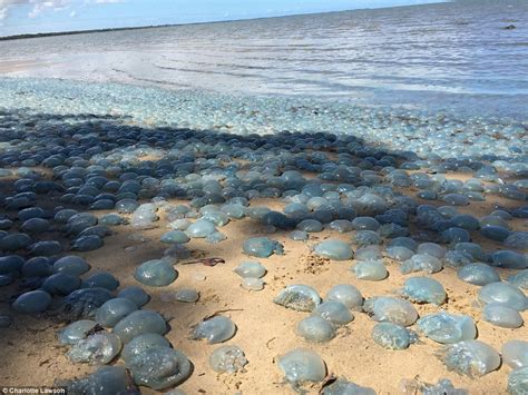 Jellyfish Invasion On Queensland Beach Daily Mail Online