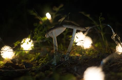 Mushroom Night Nature Free Photo On Pixabay Pixabay