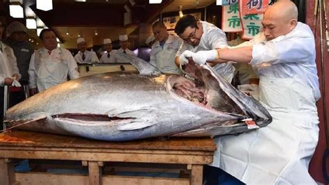 Kamu pasti pernah punya ikan hias kan guys ? Ini 5 Ikan Paling Mahal di Dunia yang Jadi Makanan Mewah