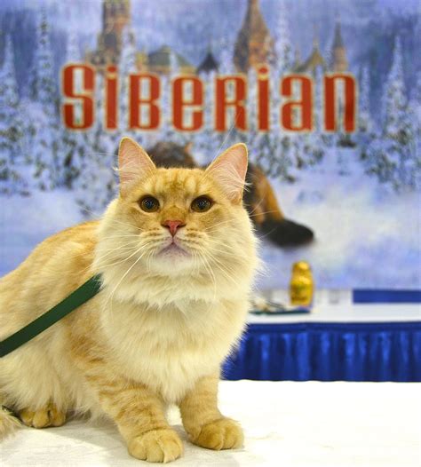 Use our guide to research types of dog food, nutritional content options and compare dog food brands using reviews. Siberian #cat | Natural pet, Dog food online, Cats