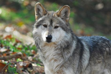 Male Mexican Grey Wolf Two New Mexican Wolves Arrived Mes Flickr