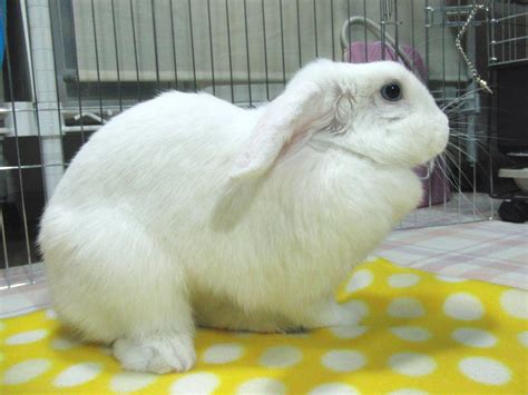 Holland Lop Blue Eyed White Bunny Rabbit Usa