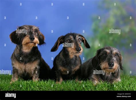 Group Of Dachshunds Hi Res Stock Photography And Images Alamy