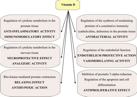 The Most Important Physiological Effects Of Vitamin D In The Prostate