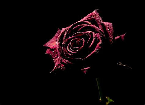 Red Rose On Black Background ·① Wallpapertag