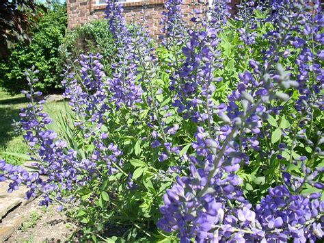 Here's a purple flowers list to help you choose a plant prince would love: *Purple Flower With An Asparagus-like Stalk | Flowers Forums