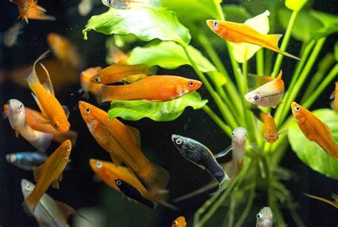 Small Freshwater Fish All Of The Species You Can Add To Your Tank