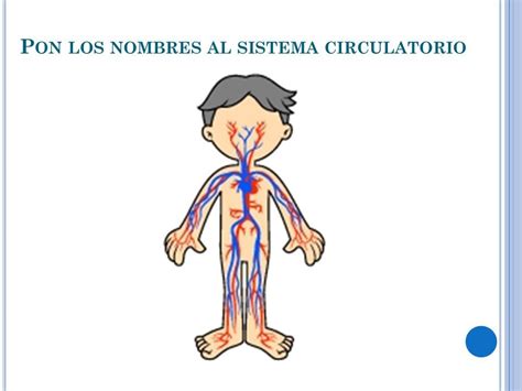 El Sistema Circulatorio Para Ninos