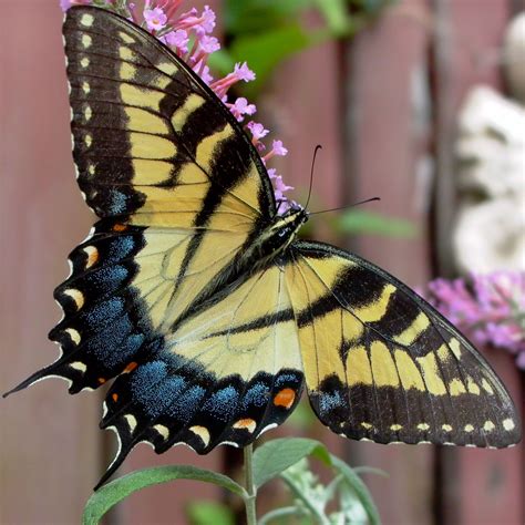 Eastern Tiger Swallowtail Papilio Glaucus On Buddleia Aug MMF