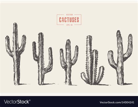 Set Cactus Hand Drawn Sketch Royalty Free Vector Image