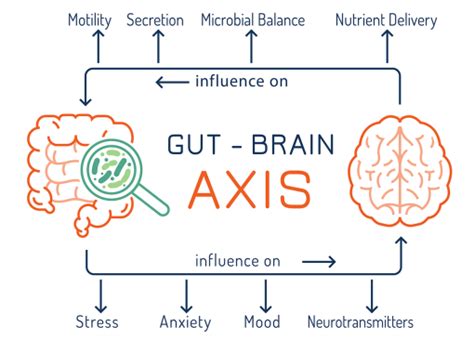 Gut Brain Axis And Microbiome Explained Real Vitamins