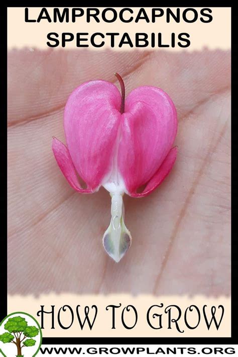 Lamprocapnos Spectabilis How To Grow And Care