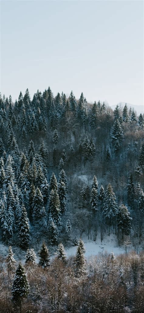 Winter Wonderland Iphone X Wallpapers Free Download