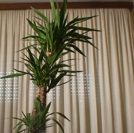 Yuccas flower once each year, generally from the middle of summer to early fall, depending on the variety. What to do if your yucca is growing too tall