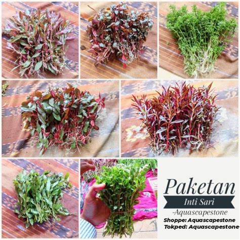 Jual Paket Tanaman Aquascape Duch Style Tanaman Aquascape Murah Shopee Indonesia