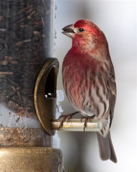 House Finches Loud And Brown And Red All Over Wintu Audubon Society