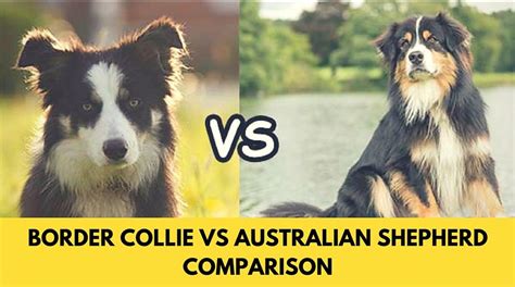 Border Collie Vs Australian Shepherd Comparison Bordercollie