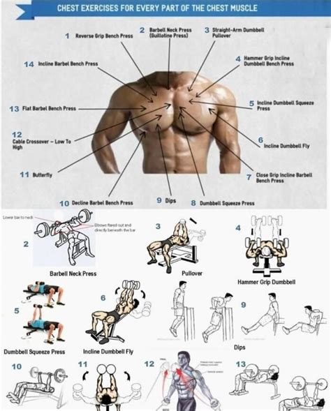 Best Of Chest Workout Chest Workouts Chest Workout Exercise