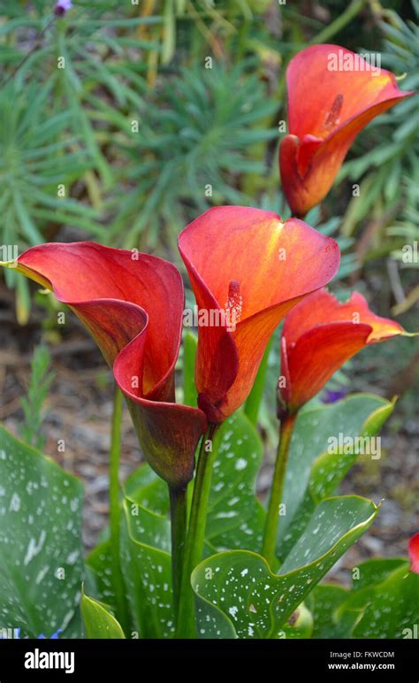 Beautiful Red Calla Lily Flower Garden Stock Photo Alamy