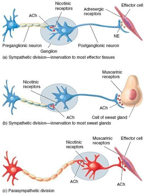 Cholinergic And Adrenergic Neurons In The Sympathetic And