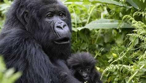 Lifespan Of Gorillas How Long Do Gorillas Live Gorilla Life Span