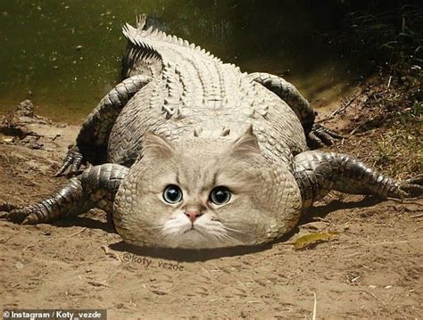 An Artist Photoshopped Cat Faces Onto Other Animals Animal Mashups