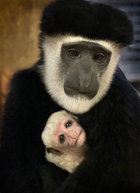 Monkey Business Colobus Monkey Born At Caldwell Zoo