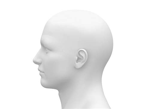 Royalty Free Human Head Pictures Images And Stock Photos Istock