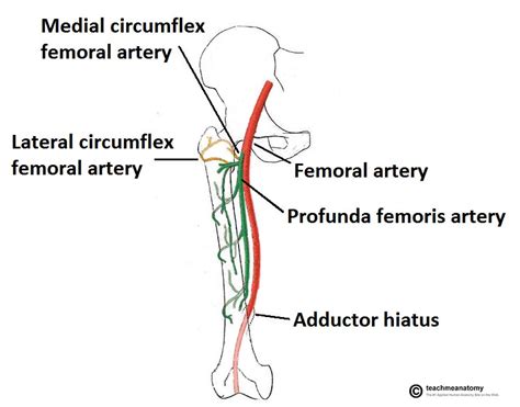 Arteries Of The Lower Limb Thigh Leg Foot Teachmeanatomy