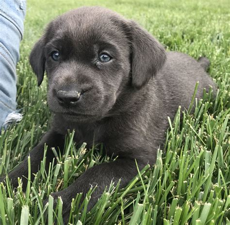 Charcoal Lab 5 Weeks Old Silvercanyon Labradors Fox Red Labrador Puppy