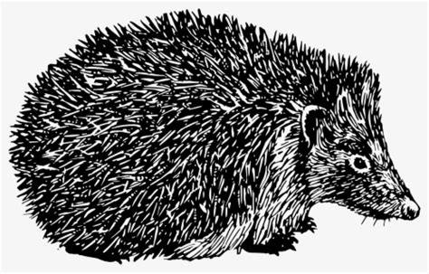 Free Hedgehog Black And White Clip Art With No Background Clipartkey