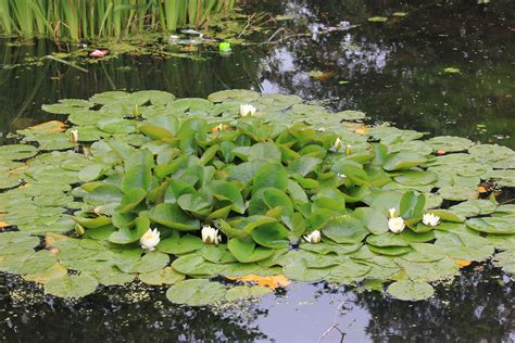 Water Lilies Free Stock Photo Public Domain Pictures