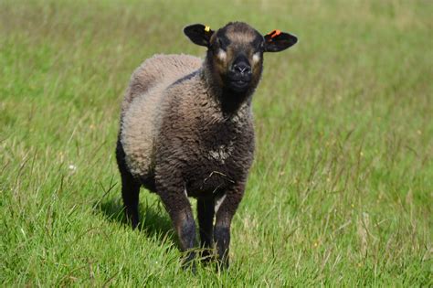 Hardicott Pedigree Shetlands Shearling Ewes And Rams And Lambs For