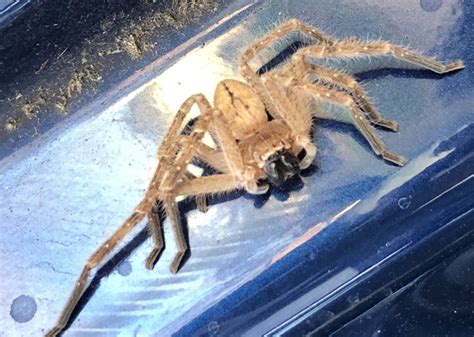 Olios Giganteus Giant Crab Spider In Redding California United States