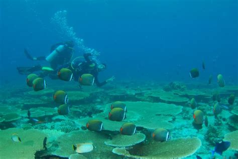 Marine Life Of Maldive