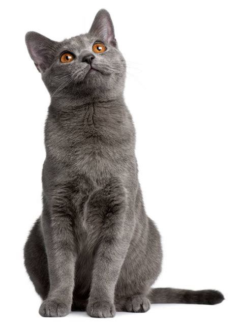 Chartreux Alles Over Kattenrassen De Nieuwe Kat